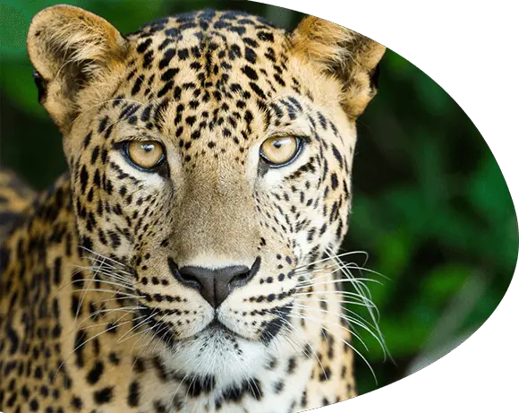 Léopard du Parc animalier de La Barben